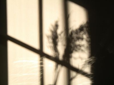 Abstract shadows on a wall in a peaceful room.